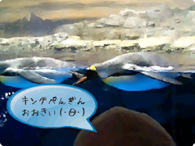 キングペンギンが泳いでる