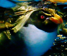 イワトビペンギンの冠羽